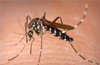 Udupi: Dengue cases reached up to 300